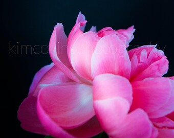 Pink Peony Fine Art Photography, Modern Botanical Print