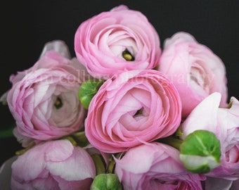 Pink Ranunculus Floral Photo: Fine Art Botanical Print