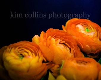 Orange Ranunculus 008 Print,Botanical Print,Fine Art Photography,Floral photo,Botanical photo,Modern Botanical Print,Wall Decor,Gift,Orange