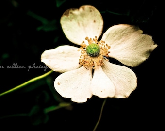 White Windflower,Nature Photography,Flower,Floral,Floral photo, Floral print,Floral gift,Botanical photo,Botanical print,Botanical gift