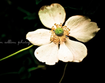 White Windflower Photo Print, Black and White Floral Photography