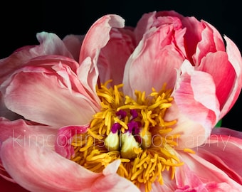 Peony Fine Art Photography Print, Pink Floral Wall Decor