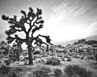 Joshua Tree Print Black & White,Joshua Tree,Desert Print,Joshua Tree Prints,Joshua Tree Photo,Joshua Tree Art,Joshua Tree gift,National Park