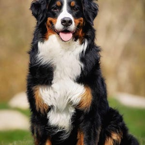 Peut inclure: Un bouvier bernois au pelage tricolore épais, composé de noir, de blanc et de brun rouille. Le chien présente une marque blanche distincte sur le visage, un poitrail blanc et des taches fauves au-dessus des yeux et sur les pattes, assis.