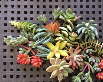 25 Succulent Cuttings, Succulent WEDDING FAVORS, Succulent Plants, Centerpiece, Garden, Mothers Day Gift