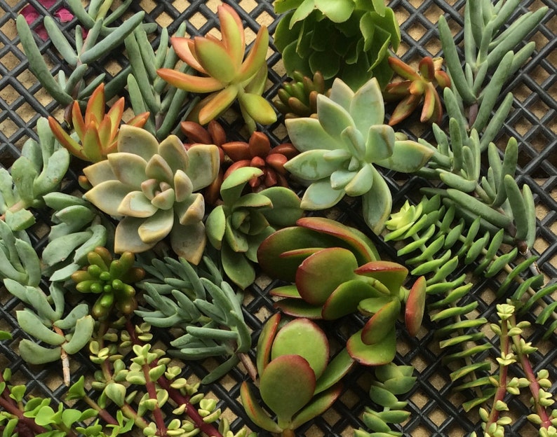 125 SUCCULENT CUTTINGS Succulent plant Wholesale Clippings Free Shipping