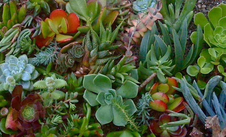 125 SUCCULENT CUTTINGS Succulent plant Wholesale Clippings Free Shipping