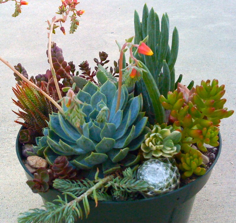 Succulent Plants Terrarium Succulent Centerpieces Dish Etsy