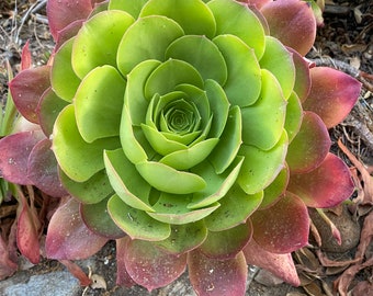 JUMBO SUCCULENT CUTTING, Aeonium, Succulent Plants, Large Centerpiece