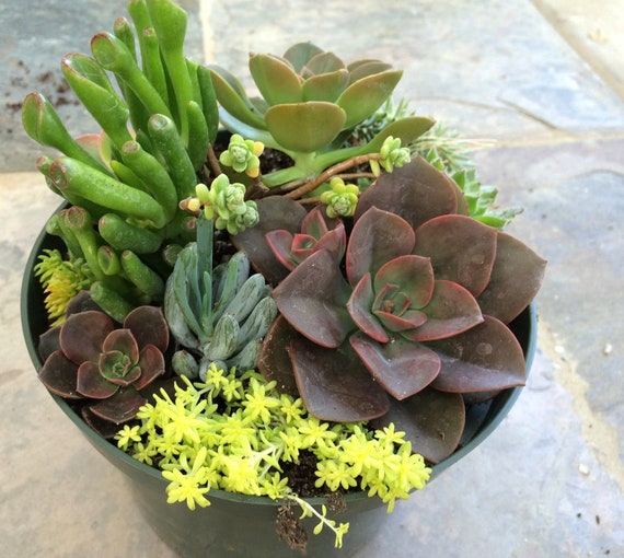Succulent Terrarium Diy Succulents Succulent Centerpieces Etsy