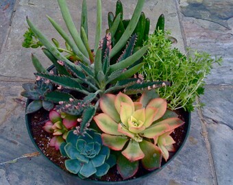 Succulent arrangement, Succulent terrarium, DIY Terrariums, Centerpieces, Gifts, Dish Garden