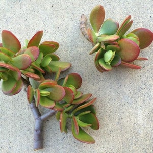 30 Succulent Cuttings Crassula Ovata, Money tree, Jade Plant, Wedding Favors, Centerpieces image 3