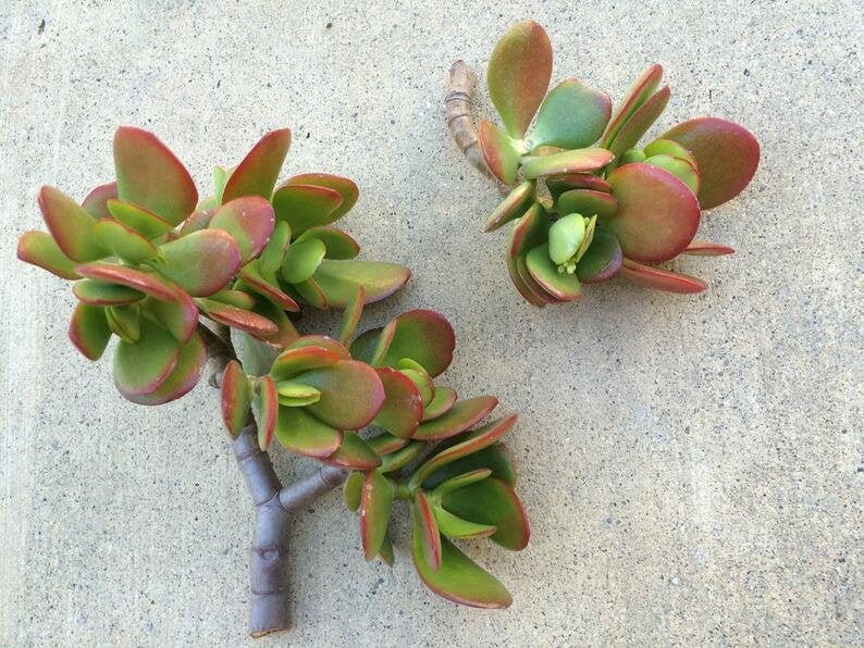 30 Succulent Cuttings Crassula Ovata, Money tree, Jade Plant, Wedding Favors, Centerpieces image 3