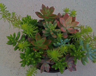 DIY Succulents, Succulent Cutting, Mother's Day, Terrarium, Dish Garden, Gift, Birthday