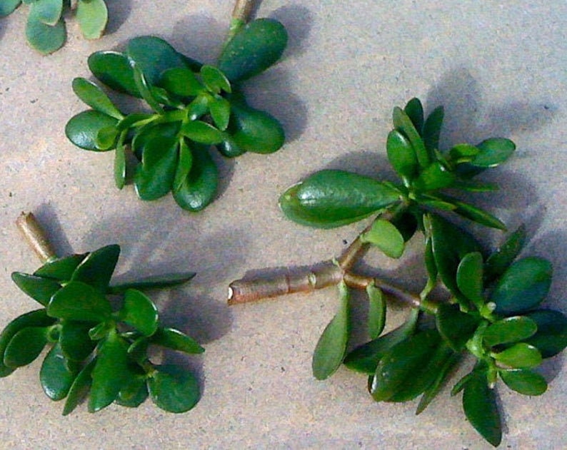 30 Succulent Cuttings Crassula Ovata, Money tree, Jade Plant, Wedding Favors, Centerpieces image 4