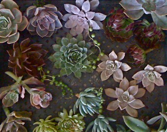 Succulent wedding, BRIDAL PACKAGE 2, Succulent Cuttings, Premium quality, Rosettes, Rare Succulents