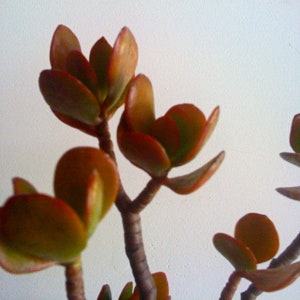 30 Succulent Cuttings Crassula Ovata, Money tree, Jade Plant, Wedding Favors, Centerpieces image 1