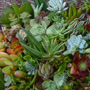 30 Colorful Succulent Cuttings, Wedding favors, Succulent Wedding image 1