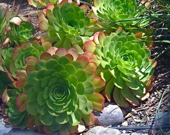 JUMBO CUTTINGS, Aeonium, Succulent Plants, Centerpiece