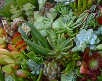 Wholesale Succulent, Succulent 500, Succulent Cuttings, Succulent Bulk, Wedding, Gifts, Favors, Rustic Wedding, Fairy Garden,