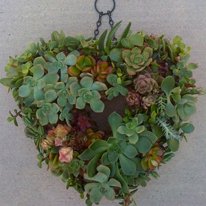 SUCCULENT WREATH, DIY succulent 65 succulent cuttings, 65 floral pins, Mother's day wreath, Mother's Day Gift image 3