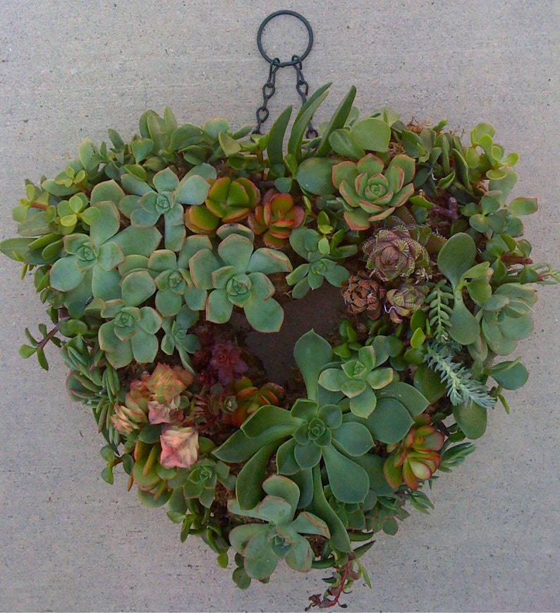 SUCCULENT WREATH, DIY succulent 65 succulent cuttings, 65 floral pins, Mother's day wreath, Mother's Day Gift image 3