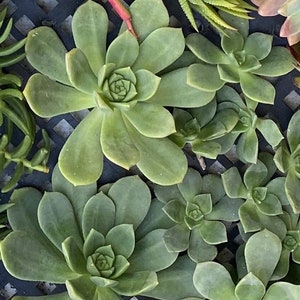 30 Colorful Succulent Cuttings, Wedding favors, Succulent Wedding image 10