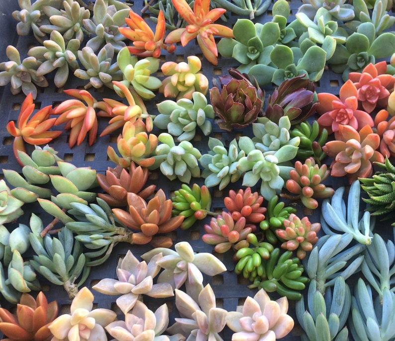 125 SUCCULENT CUTTINGS Succulent plant Wholesale Clippings Free Shipping