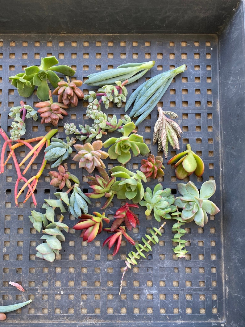 75 SUCCULENT CUTTINGS, Succulent Wedding, Succulent cutting, Bulk succulents, Centerpieces, Wholesale, Favors image 1