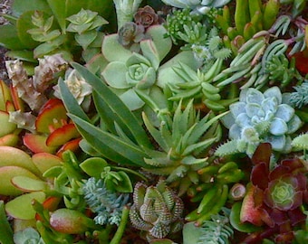 30 Succulent Cuttings, Succulent plant, Clippings, Bulk succulent, Gift,