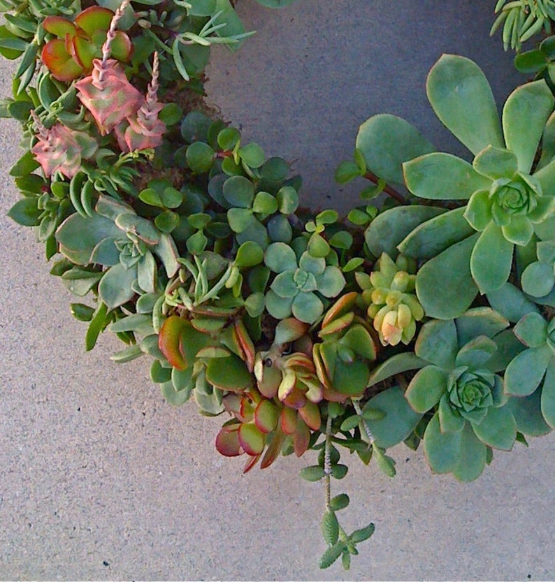 75 SUCCULENT CUTTINGS, Succulent Wedding, Succulent cutting, Bulk succulents, Centerpieces, Wholesale, Favors image 9