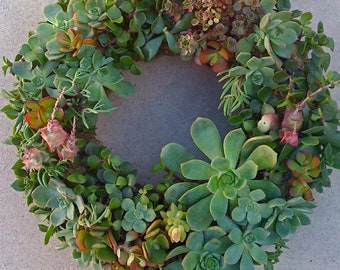 SUCCULENT WREATH, DIY succulent - 75 succulent cuttings, 65 floral pins, Mother's day wreath, Mother's Day Gift