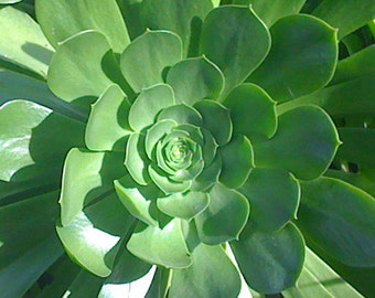 3 Aeonium Cuttings, great for large centerpiece, Succulent Wedding, Arrangement