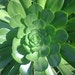 see more listings in the SUCCULENT CUTTINGS section