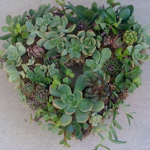 SUCCULENT WREATH, DIY succulent 65 succulent cuttings, 65 floral pins, Mother's day wreath, Mother's Day Gift image 1