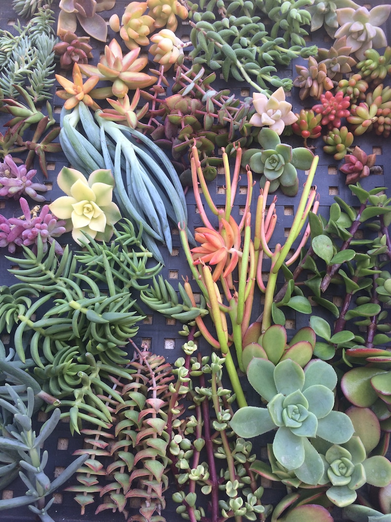 125 SUCCULENT CUTTINGS Succulent plant Wholesale Clippings Free Shipping