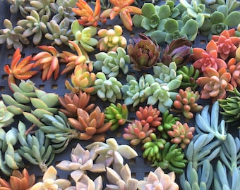 165 SUCCULENT CUTTINGS, Wholesale, Wedding favors, Succulent cutting, Bulk succulents, Centerpieces, Valentine's Day, Mother's Day