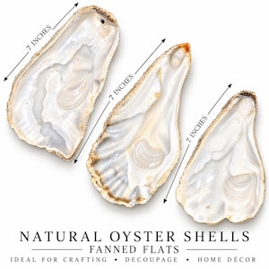 May include: Three natural oyster shells with iridescent white interiors and textured, tan-colored outer edges. Each shell is marked with a measurement line indicating a length of 7 inches. The text below reads: NATURAL OYSTER SHELLS FANNED FLATS.