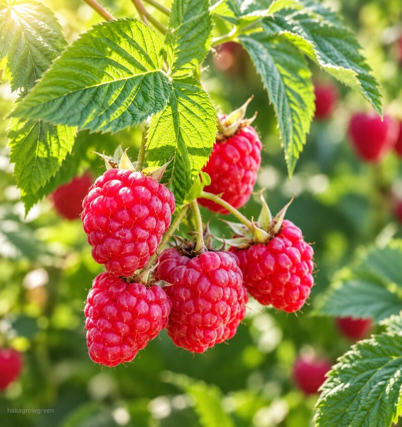 K&ouml;nnte beinhalten: Eine Ansammlung reifer, leuchtend roter Himbeeren, die an einem gr&uuml;nen Stiel mit gezackten Bl&auml;ttern h&auml;ngen. Die Beeren haben eine texturierte, noppige Oberfl&auml;che und werden von nat&uuml;rlichem Sonnenlicht beleuchtet, mit tiefroten T&ouml;nen und gr&uuml;nem Laub.