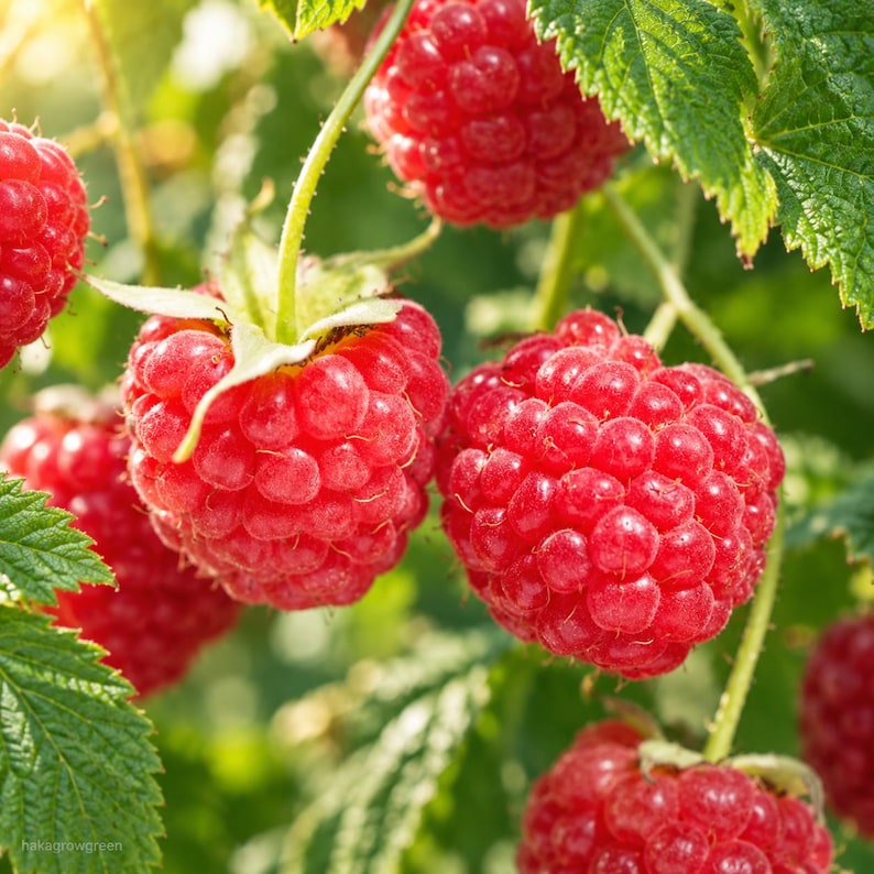 K&ouml;nnte beinhalten: Mehrere reife, leuchtend rote Himbeeren h&auml;ngen an einem gr&uuml;nen Pflanzenst&auml;ngel. Die Beeren haben eine texturierte, noppige Oberfl&auml;che und sind von gezackten gr&uuml;nen Bl&auml;ttern umgeben. Die Szene ist im nat&uuml;rlichen Sonnenlicht aufgenommen.