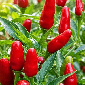 Może przedstawiać: Skupisko żywoczerwonych papryczek chili rosnących na zielonej roślinie o spiczastych liściach. Papryczki są małe, gładkie i mają stożkowaty kształt, przymocowane do cienkich zielonych łodyżek. Tekst hakagrowgreen jest widoczny w lewym dolnym rogu.