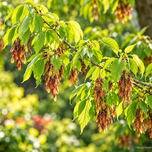 May include: A tree branch with bright green, pointed leaves and clusters of reddish-brown, winged samara seeds hanging downward. The foliage is vibrant and lush, with the seeds appearing in dense, pendulous groups along the thin, woody stems.