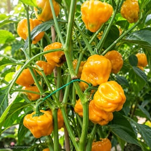 Może przedstawiać: Jaskrawożółta roślina papryki habanero z licznymi pomarszczonymi owocami w kształcie lampionów, zwisającymi na zielonych łodygach pośród bujnych zielonych liści. Roślina prezentuje wiele dojrzewających owoców w różnych stadiach wzrostu, ukazując jasny, nasycony żółty kolor w całym ulistnieniu.