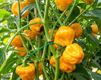 Könnte beinhalten: Eine leuchtend gelbe Habanero-Pflanze mit zahlreichen faltigen, laternenförmigen Früchten, die an grünen Stielen zwischen üppigen grünen Blättern hängen. Die Pflanze zeigt mehrere reifende Früchte in verschiedenen Wachstumsstadien und präsentiert eine helle, gesättigte gelbe Farbe im gesamten Blattwerk.