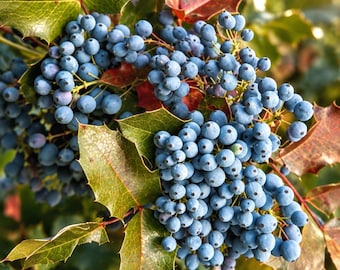 Könnte beinhalten: Eine Ansammlung runder, staubig blauer Beeren an einer Pflanze mit scharfen, gezackten, grünen und rotbraunen Blättern. Die Pflanze zeigt dichte Büschel kleiner, kugelförmiger Früchte mit sichtbaren dunklen Punkten vor einem Blattwerk.