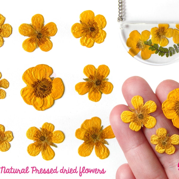 Buttercups  dried pressed Flowers set  , bright yellow wild  flowers -ideal for any type of resin inclusions - comes from Italy