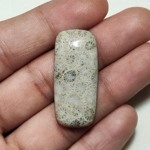 Könnte beinhalten: Ein rechteckiger fossiler Korallen-Cabochon mit polierter Oberfläche, der ein natürliches Muster aus weißen und hellgrauen sternförmigen Strukturen in einer beigen Steinmatrix aufweist, mit organischen Texturen und abgerundeten Kanten.