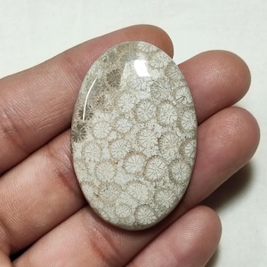 Könnte beinhalten: Ein ovaler Cabochon aus fossiler Koralle in hellbeigen und cremefarbenen Tönen. Die Oberfläche zeigt ein ausgeprägtes, komplexes Muster aus kleinen, weißen, sternförmigen Blumenstrukturen, die in einen glatten, polierten Stein eingebettet sind.