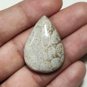 Könnte beinhalten: Ein polierter, tropfenförmiger Fossilkorallen-Cabochon mit einem komplexen, detaillierten Muster aus hellbeigen und weißen sternartigen Strukturen, die in eine glatte, glänzende und leicht durchscheinende Steinoberfläche eingebettet sind.