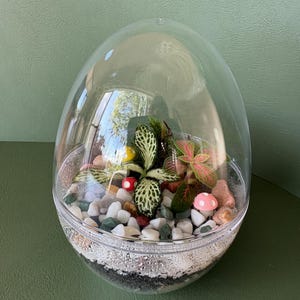 May include: An egg-shaped clear plastic terrarium containing small green and pink-veined plants, white and grey pebbles, and miniature decorative mushrooms in red, yellow, and pink, all layered over a base of dark soil and light sand.